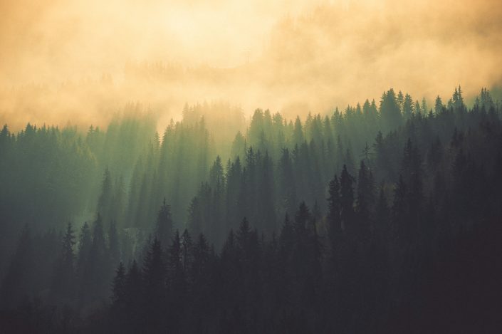 Mysthical mountain forest