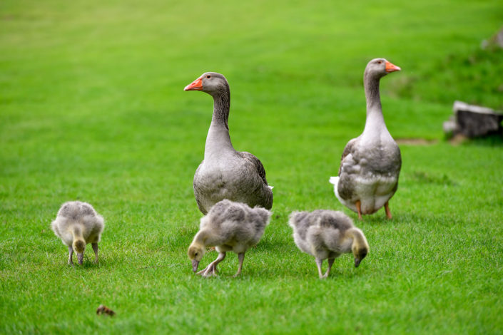 Photography of mountain geese in Chamonix Mont Blanc