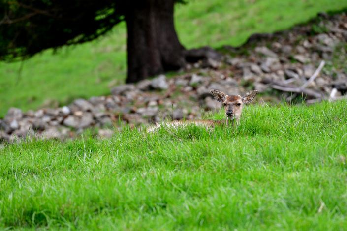 Photography of mountain deer in Chamonix Mont Blanc