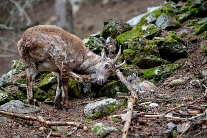 Photography of mountain ibex in Chamonix Mont Blanc