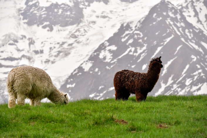 Photography of mountain Lama in Chamonix Mont Blanc