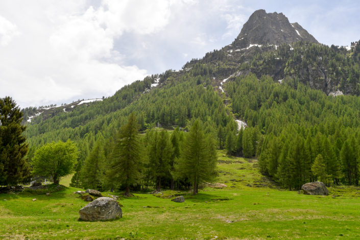 Moutain and forest, Chamonix Mont Blanc France