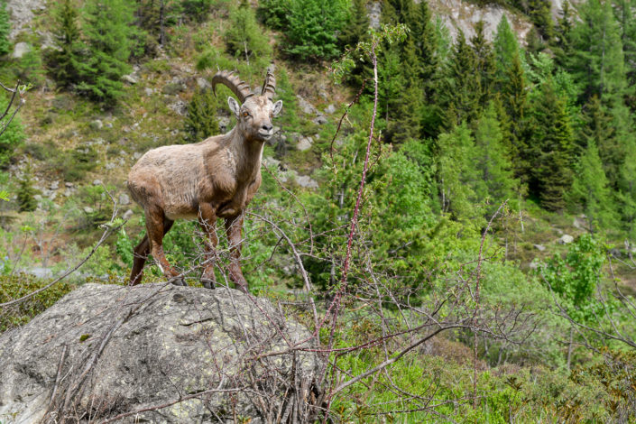 Photography of mountain ibex in Chamonix Mont Blanc